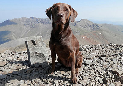 Chief Dog Officer