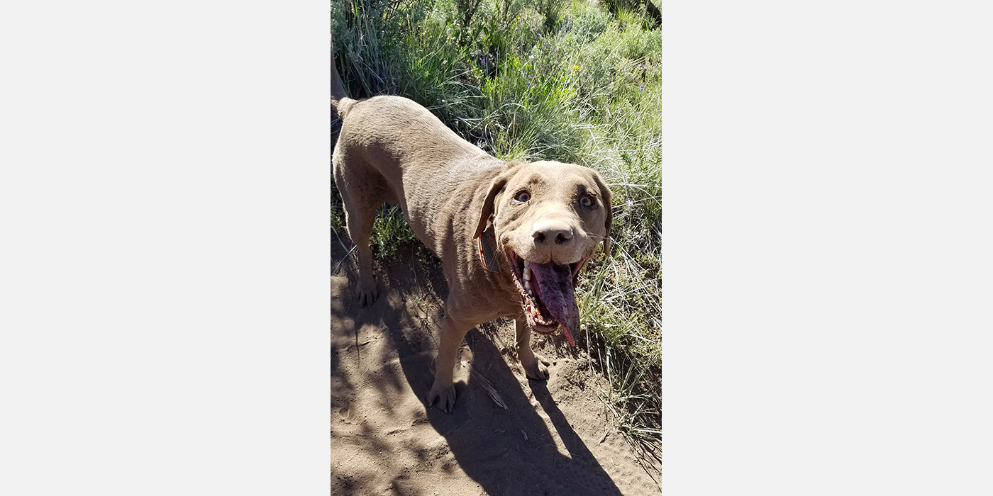 Simba